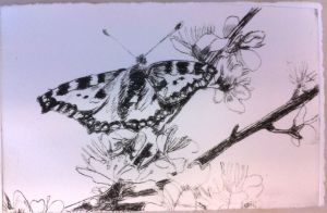 Butterfly on blackthorn (paper is cream, not pink as it appears here).